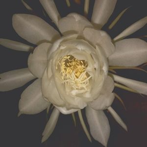 Meet your Posher, Pamela